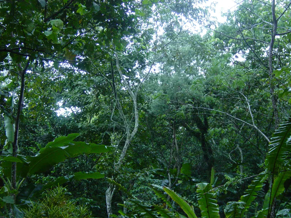 森林農法（アグロフォレストリー）で樹木が茂る産地の森