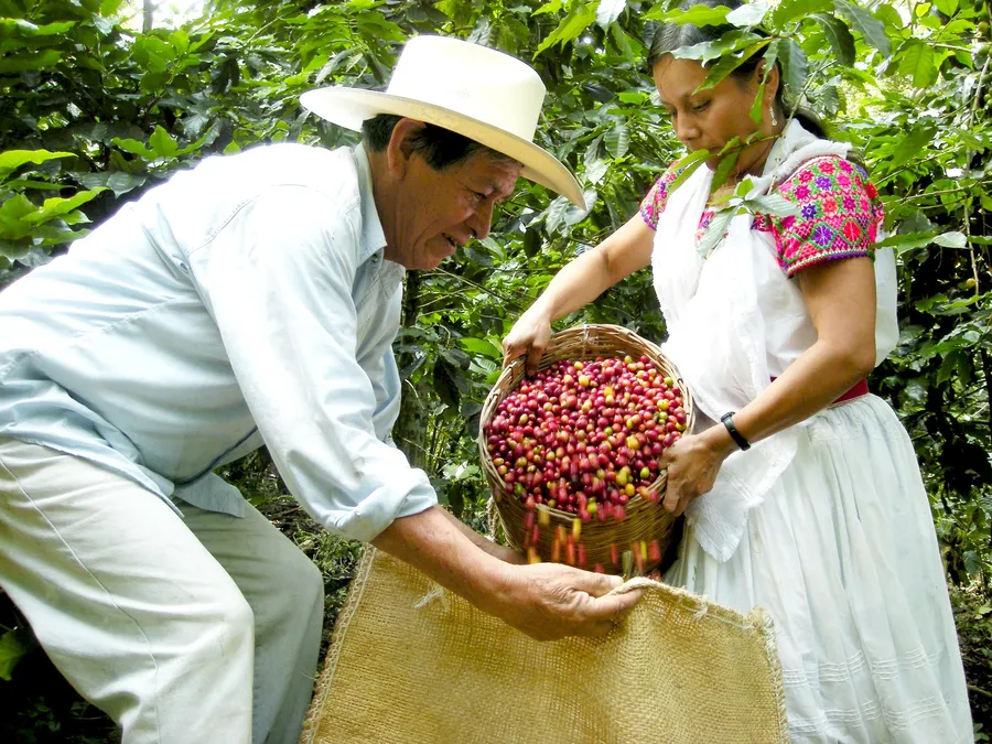 メキシコ・トセパン協同組合の生産者とコーヒーチェリー